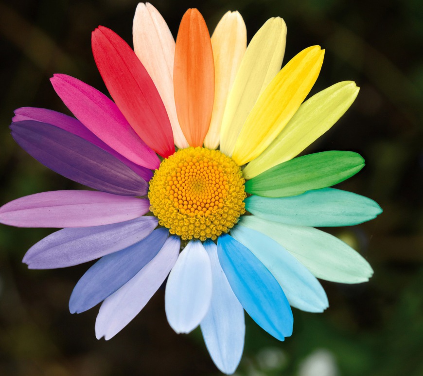 closeup of a daisy with multi-colored petals
